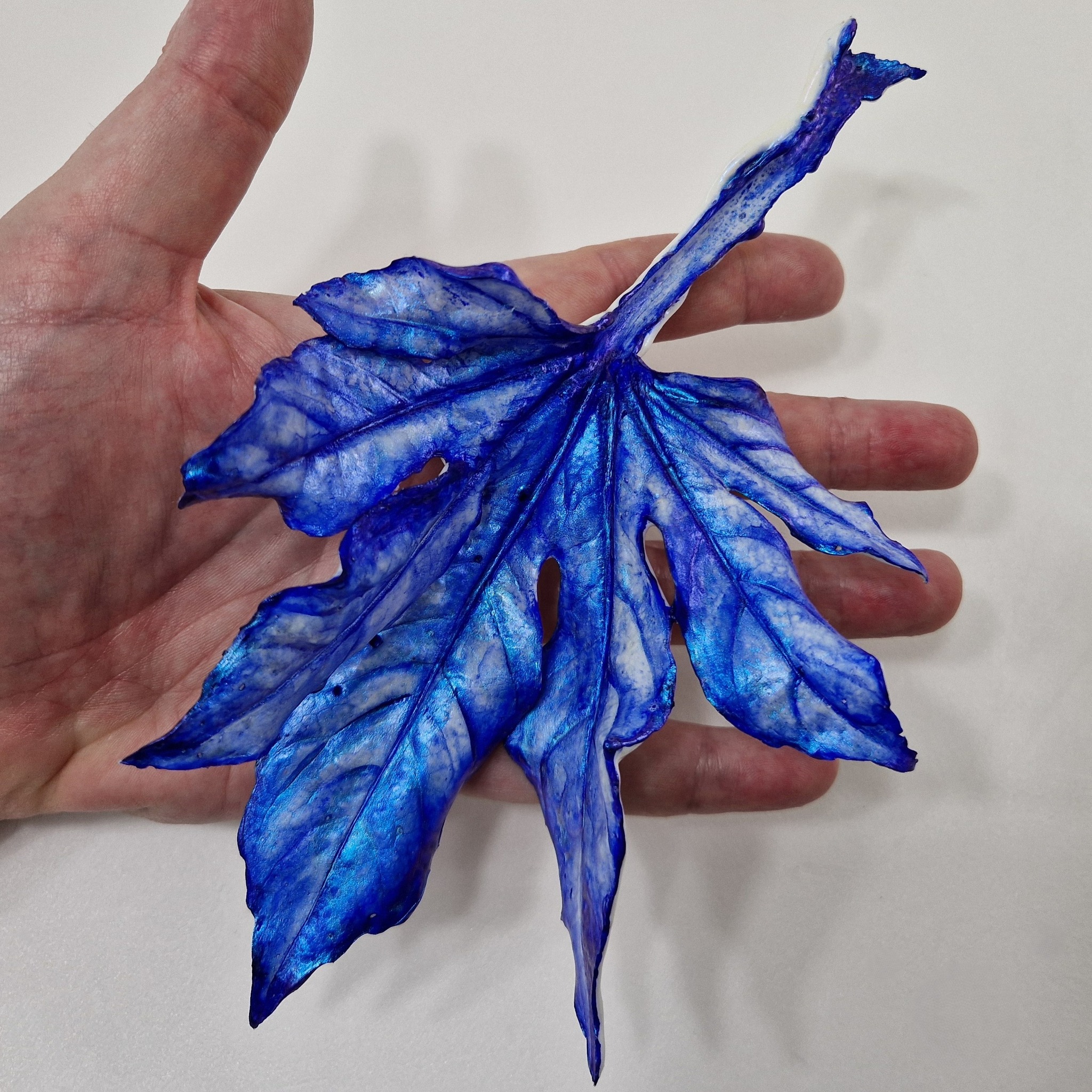 Aralia Leaf