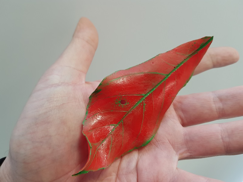 Fragment of Aralia Leaf