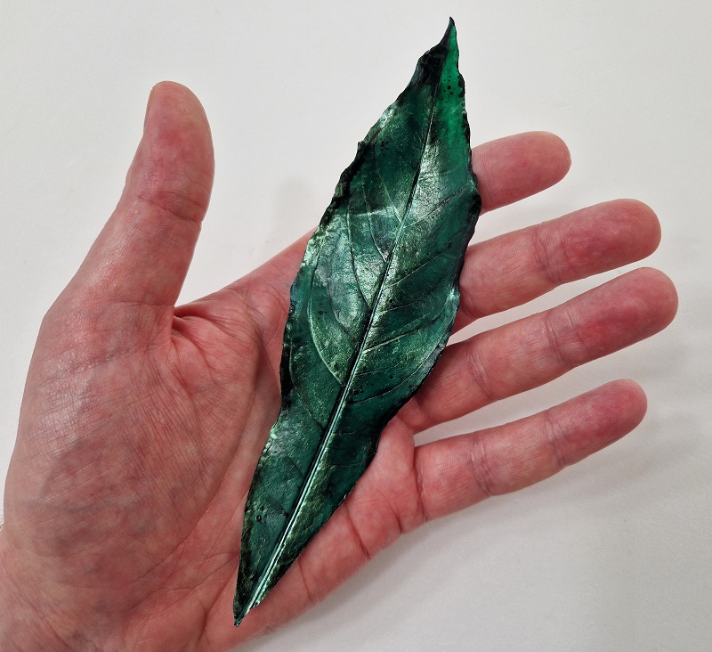 Fragment of Aralia Leaf
