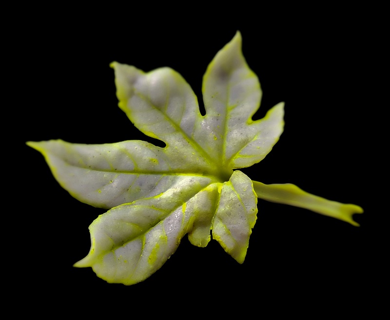 Aralia Leaf