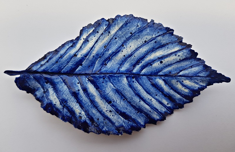 Field Elm Leaf