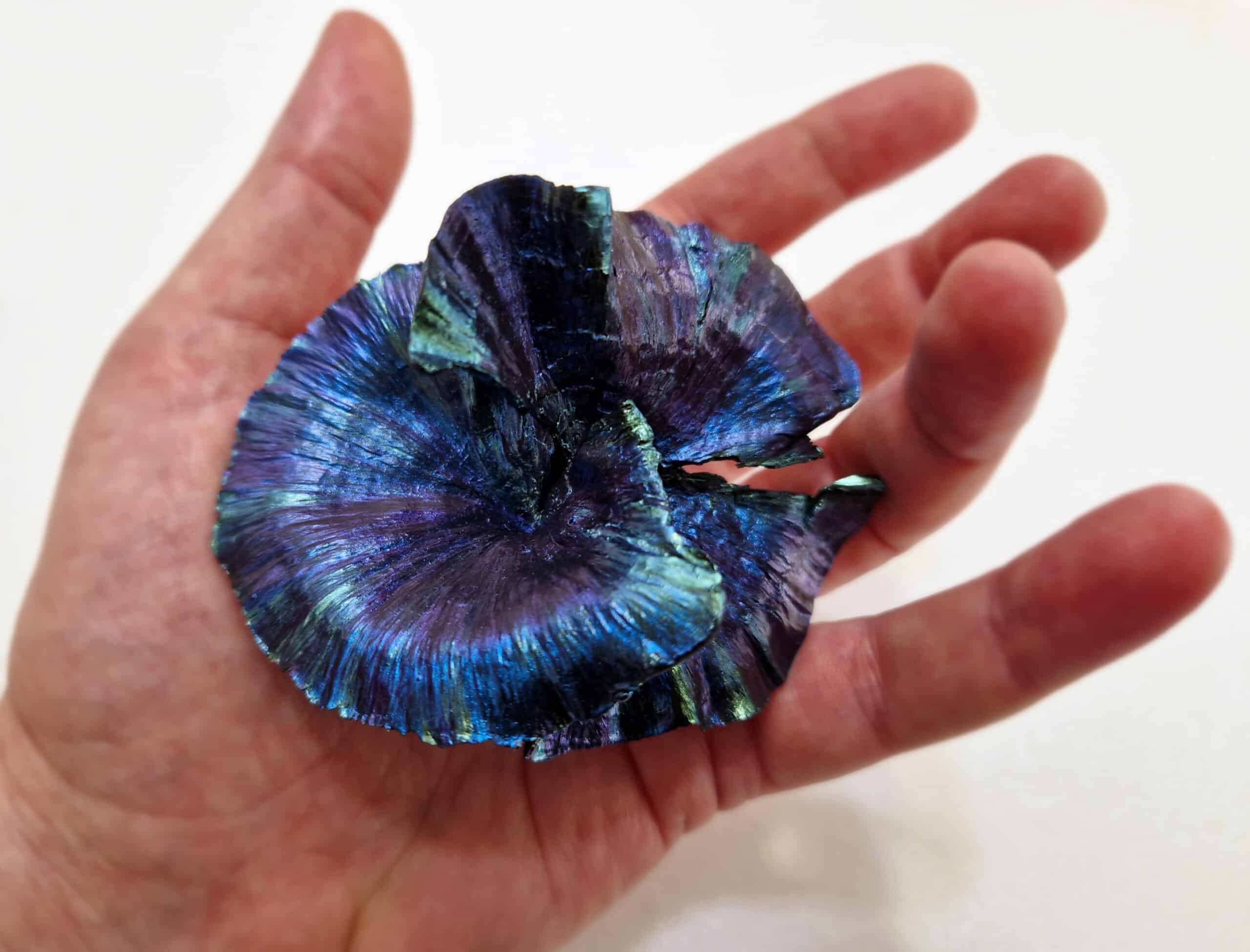 Turbinaria Coral