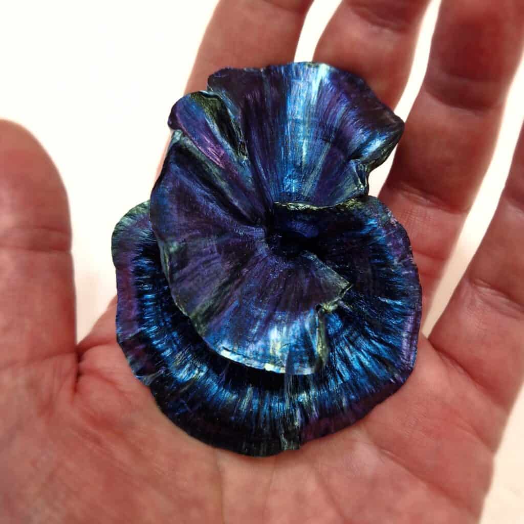 Turbinaria Coral