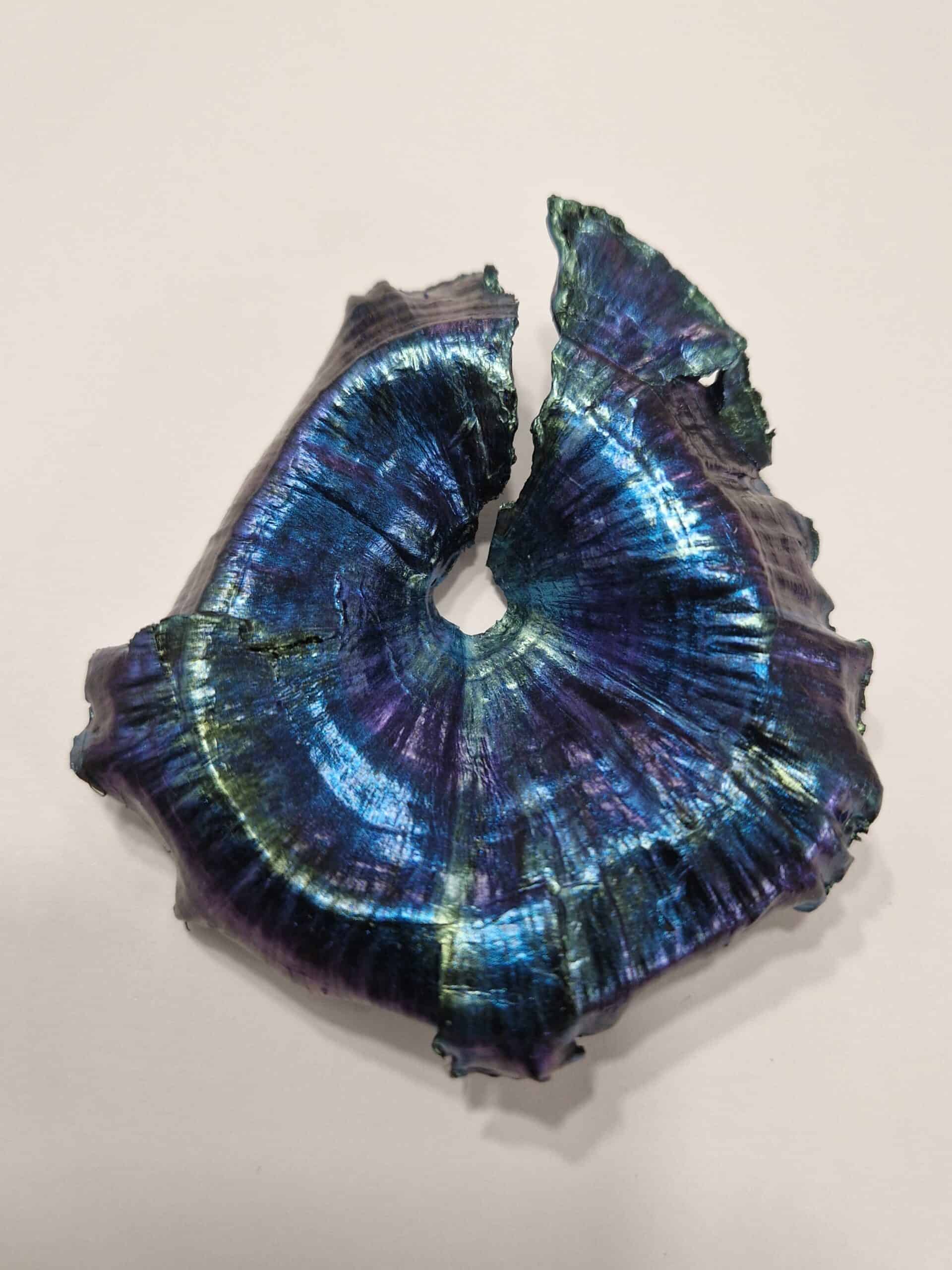 Turbinaria Coral