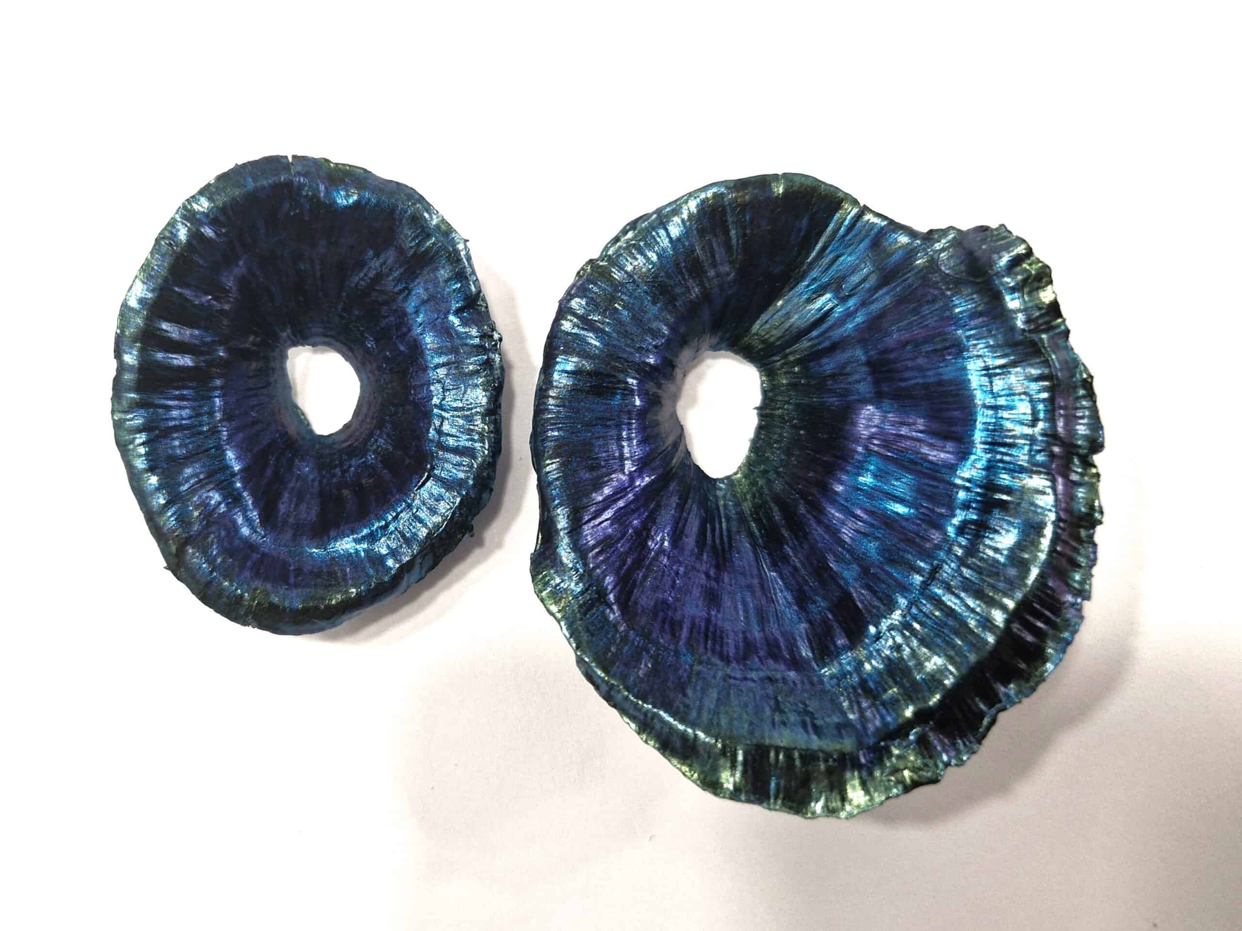 Turbinaria Coral