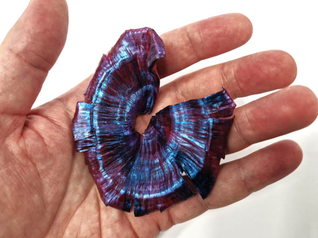 Turbinaria Coral